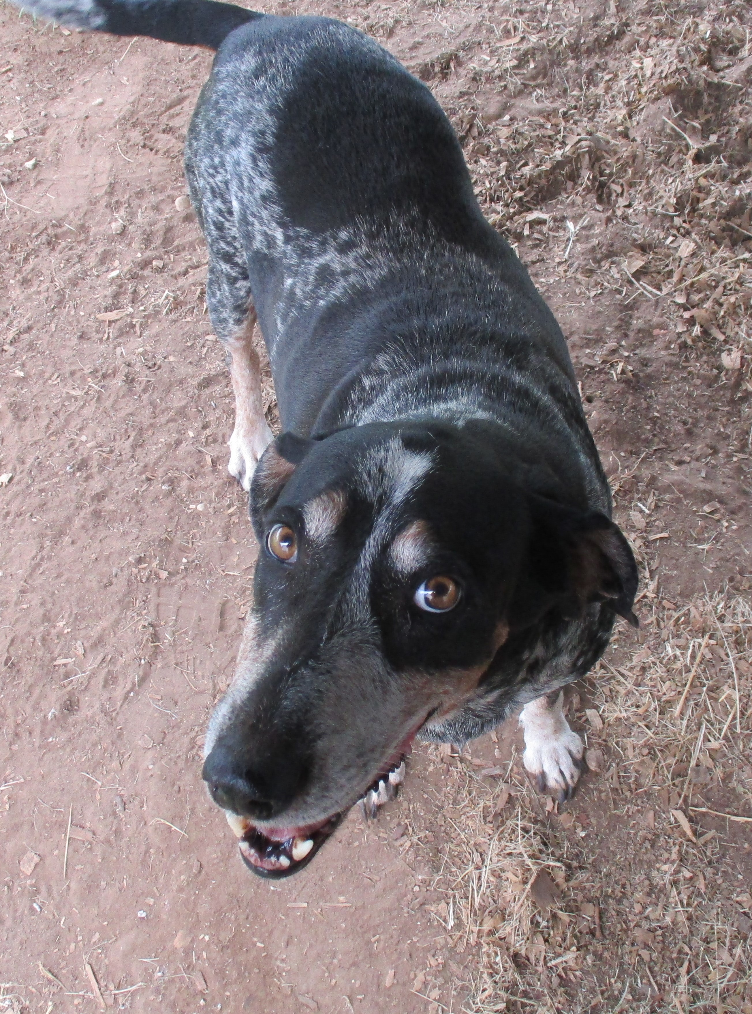 Enlarge Lilly, a Adoptable Bluetick Coonhound in Seguin, TX image 2/5