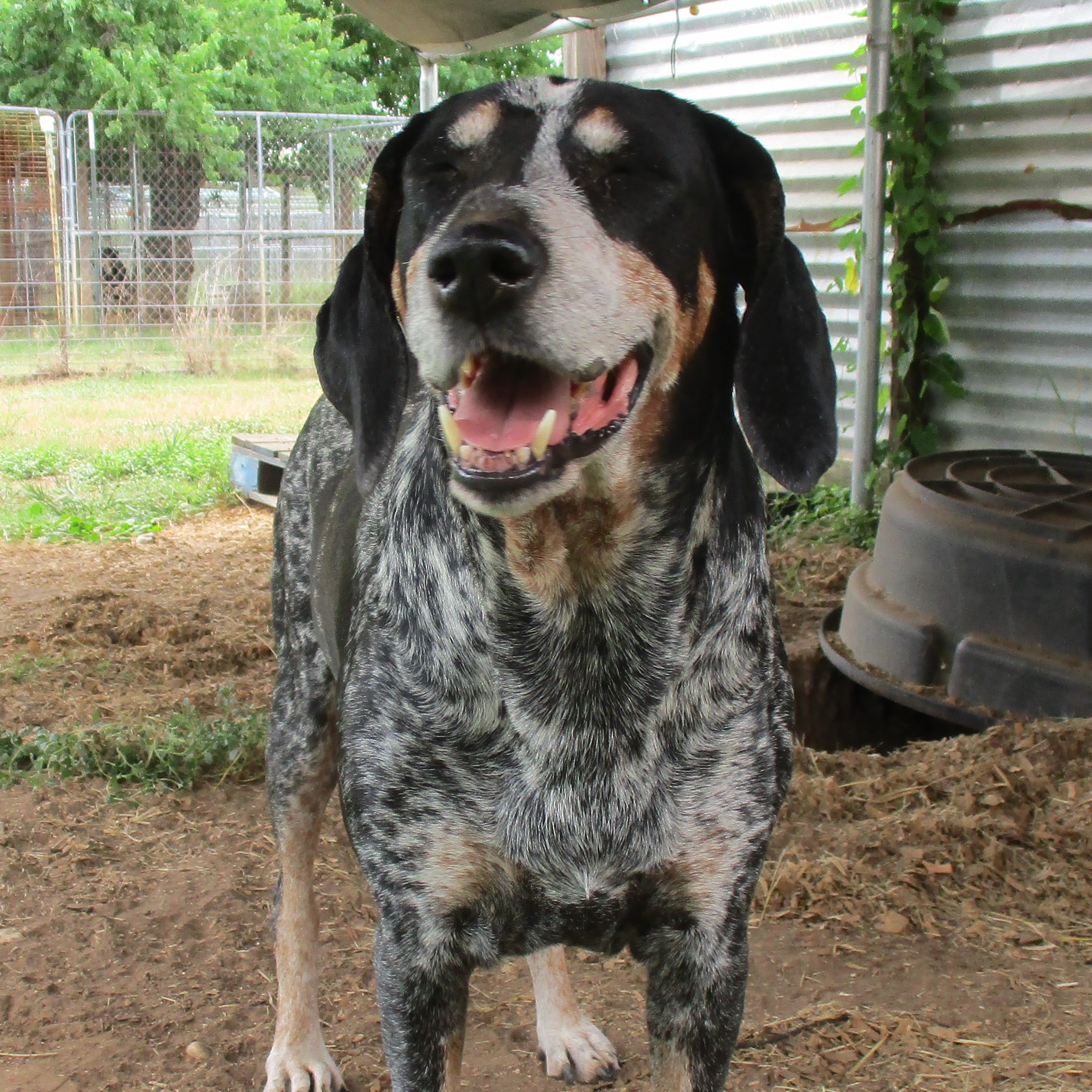 Enlarge Lilly, a Adoptable Bluetick Coonhound in Seguin, TX image 1/5