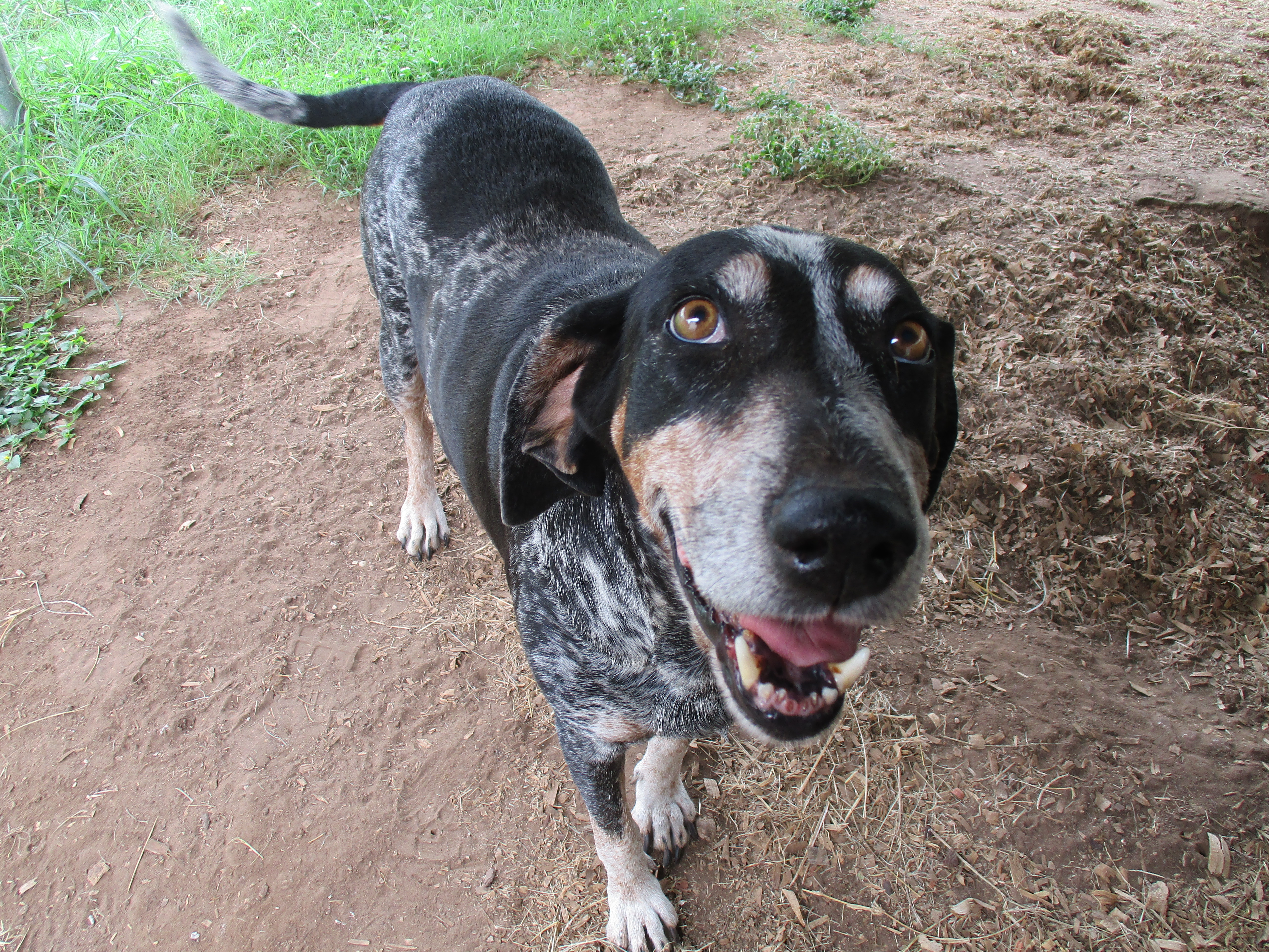 Enlarge Lilly, a Adoptable Bluetick Coonhound in Seguin, TX image 3/5
