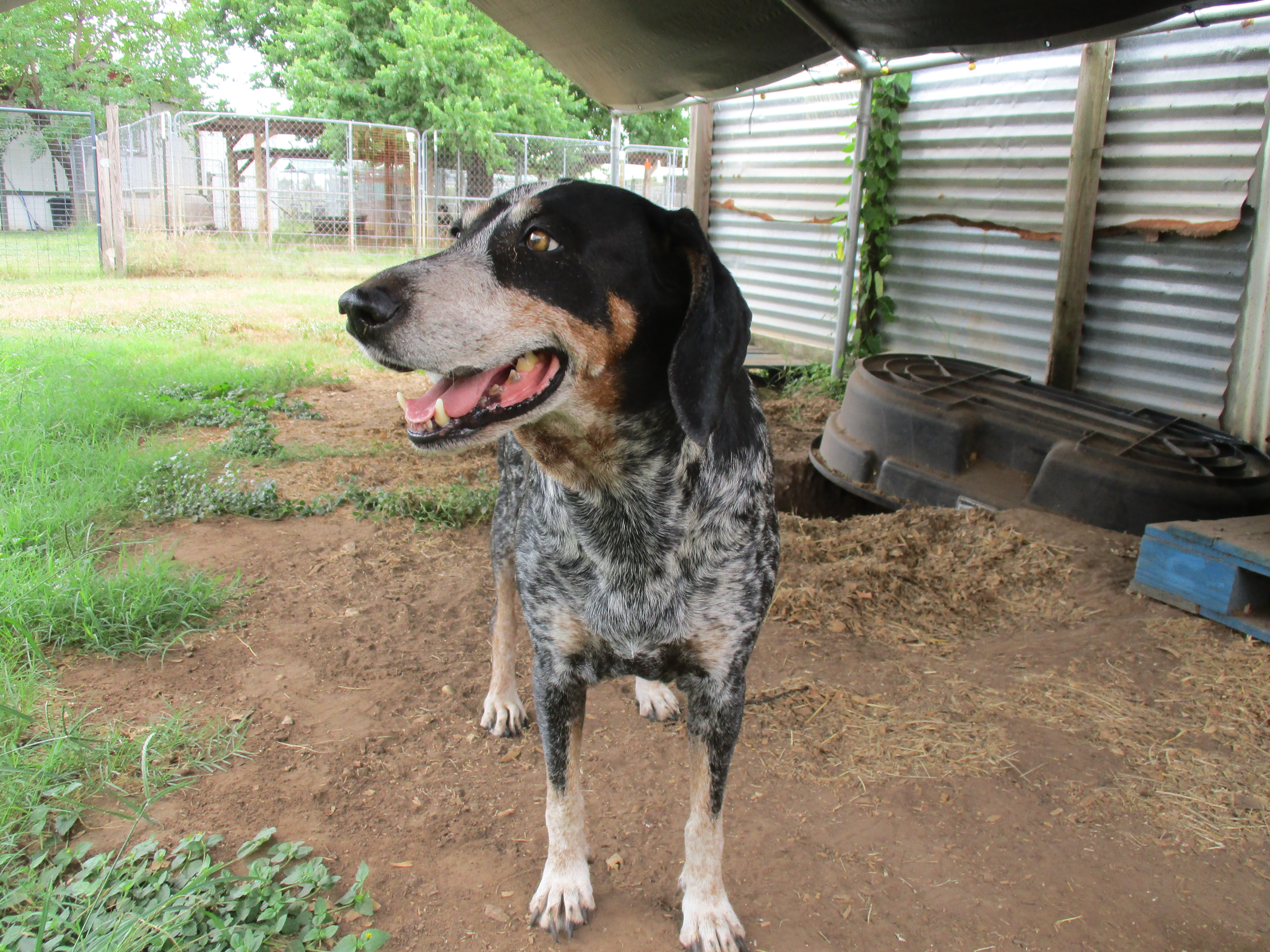 Enlarge Lilly, a Adoptable Bluetick Coonhound in Seguin, TX image 4/5