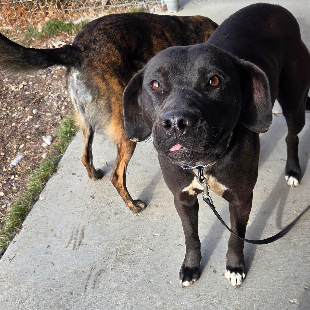 Tiki, Adoptable, Adult Female Mixed Breed.