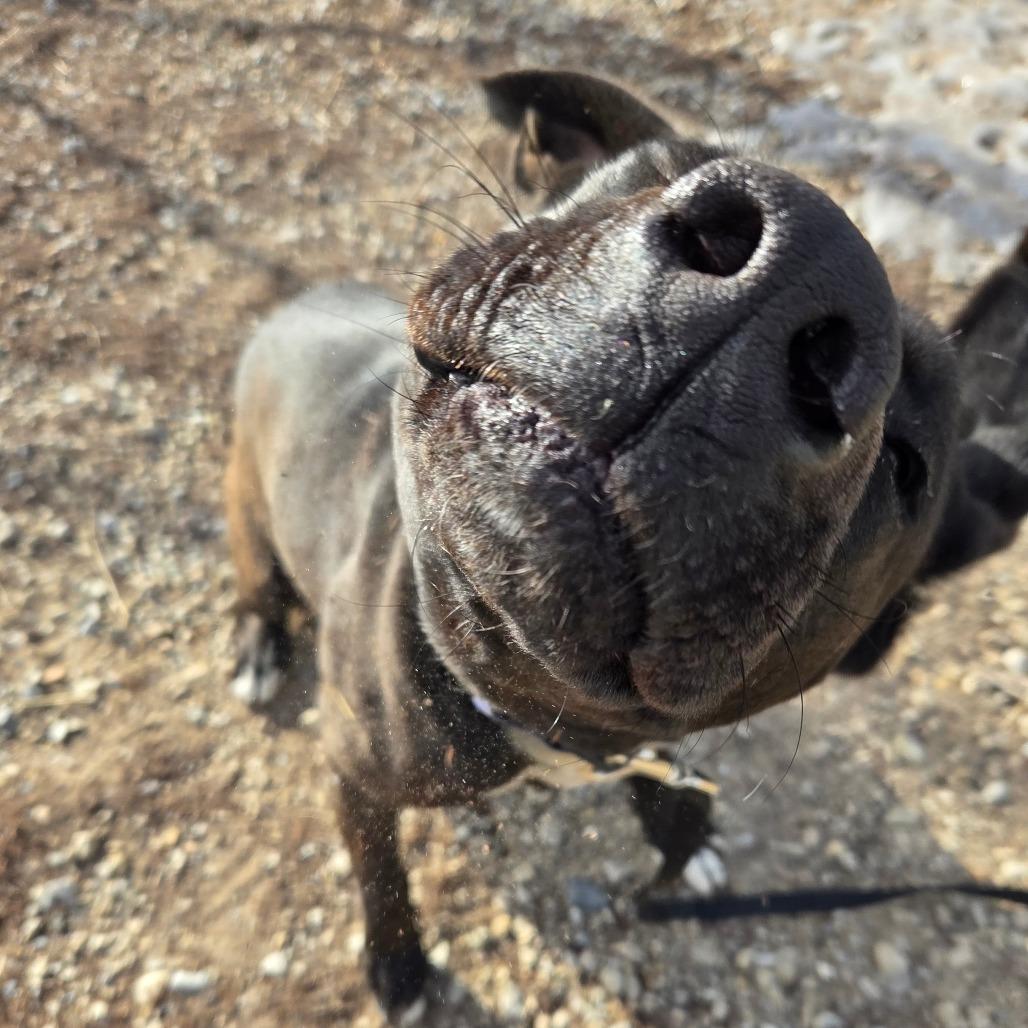 Tiki, a Adoptable Mixed Breed in Park City, UT image 2/6