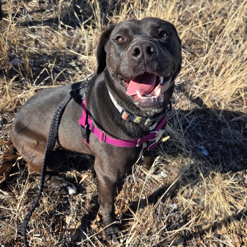 Tiki, a Adoptable Mixed Breed in Park City, UT image 4/6