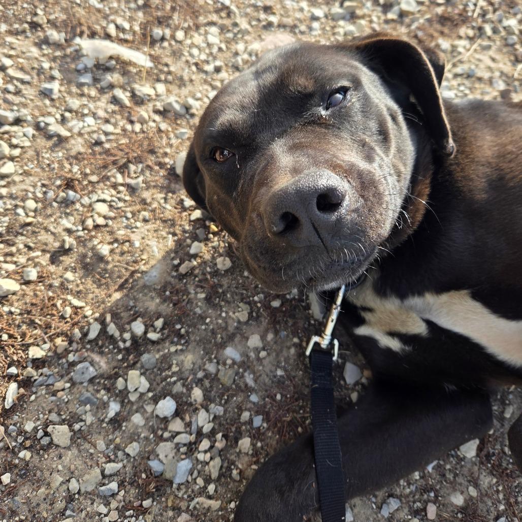 Tiki, a Adoptable Mixed Breed in Park City, UT image 5/6