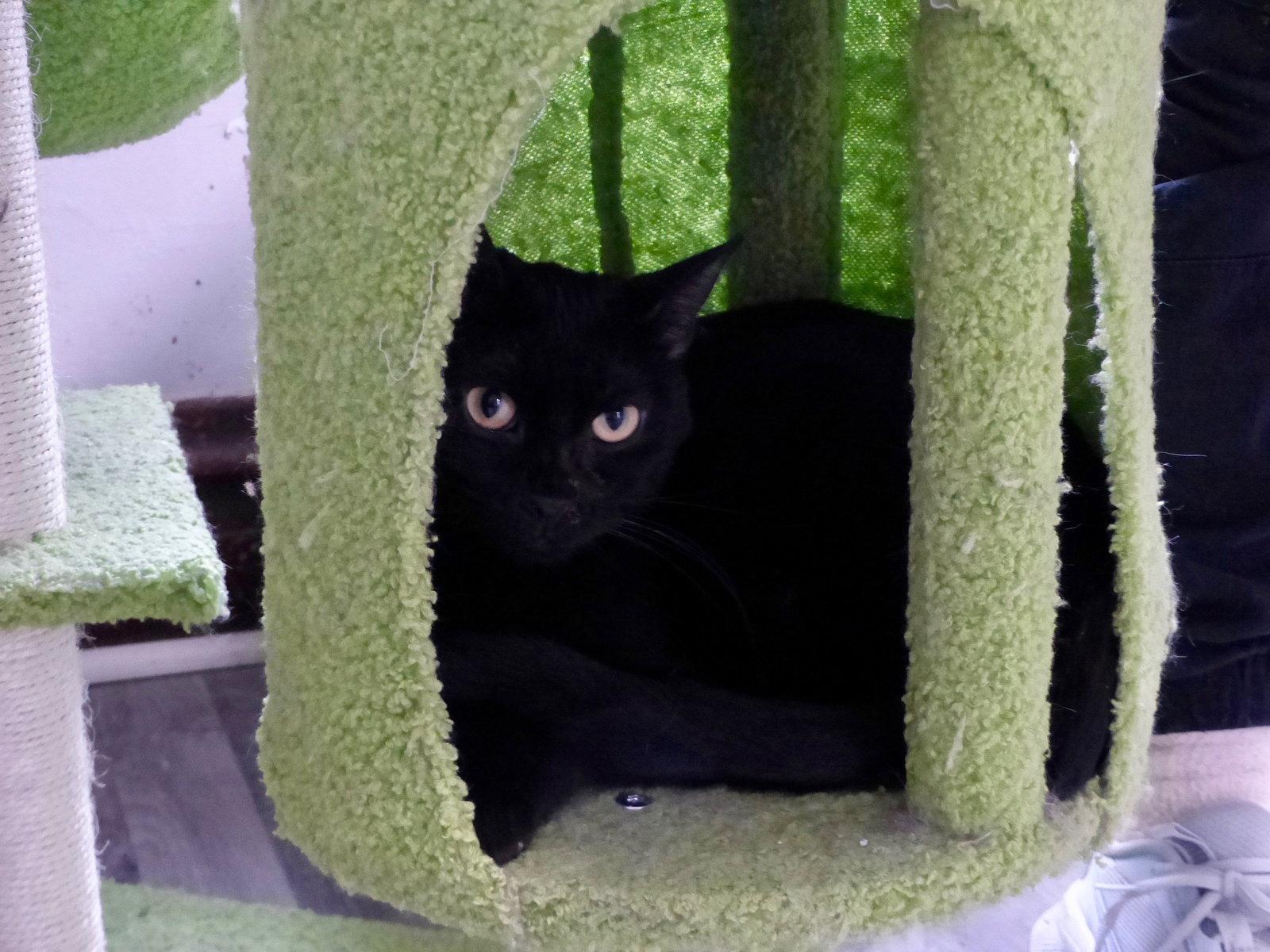 Enlarge Beetle, a Adoptable Tabby in Chicago, IL image 1/3
