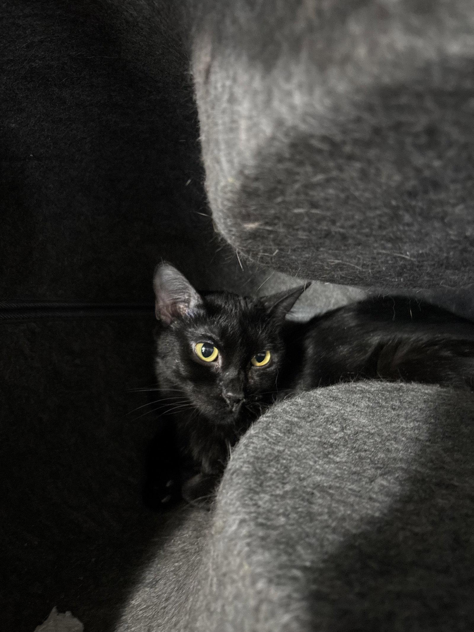 Enlarge Beetle, a Adoptable Tabby in Chicago, IL image 2/3