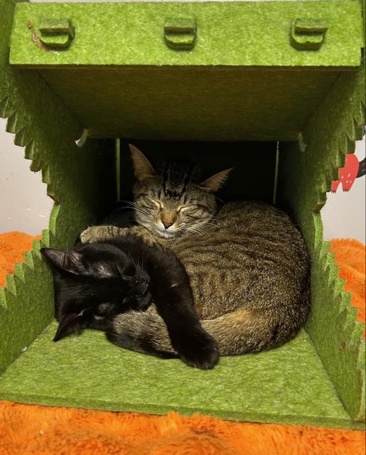 Enlarge Beetle, a Adoptable Tabby in Chicago, IL image 3/3