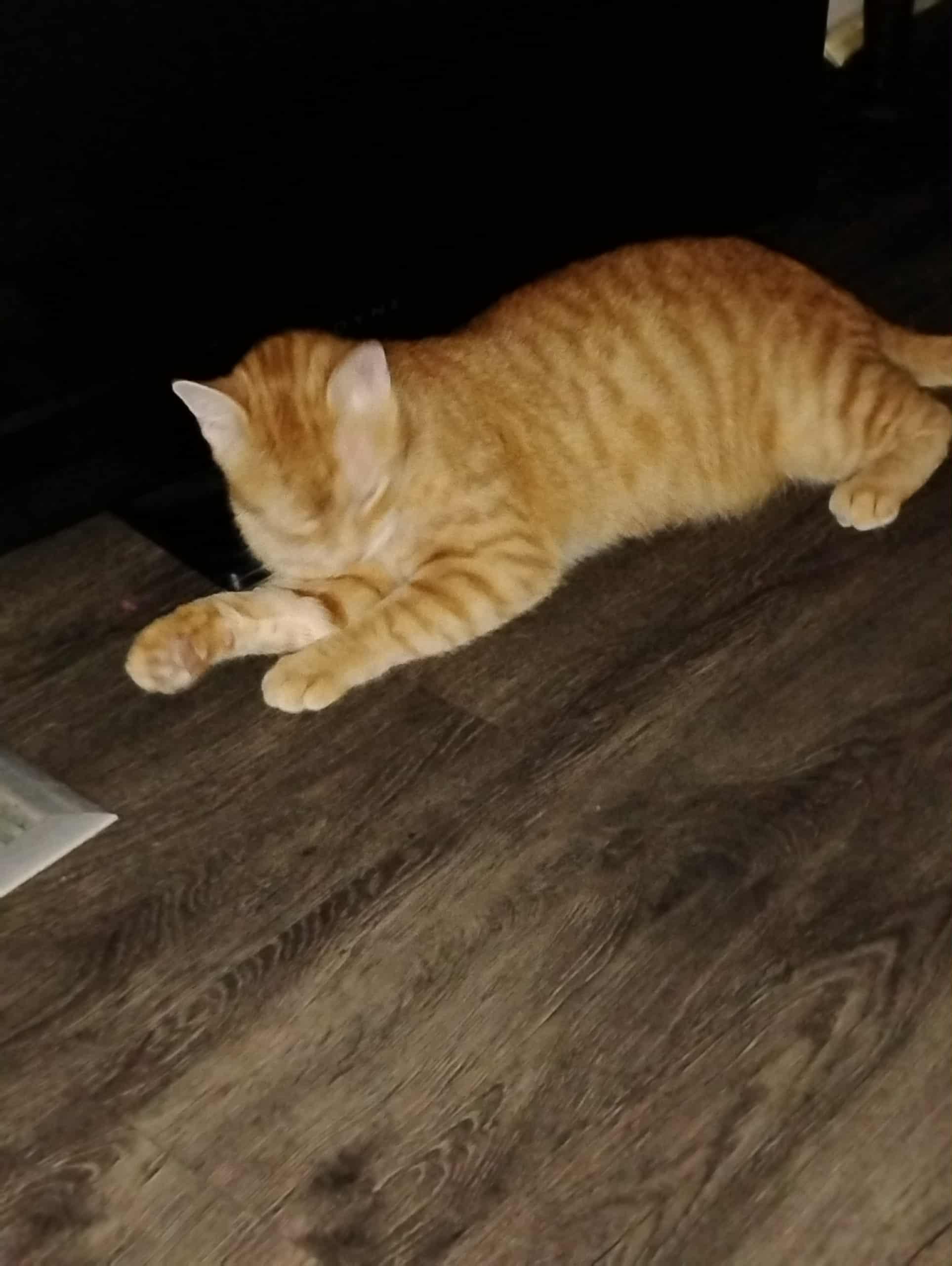 Kiki, Adoptable, Young Male American Shorthair.