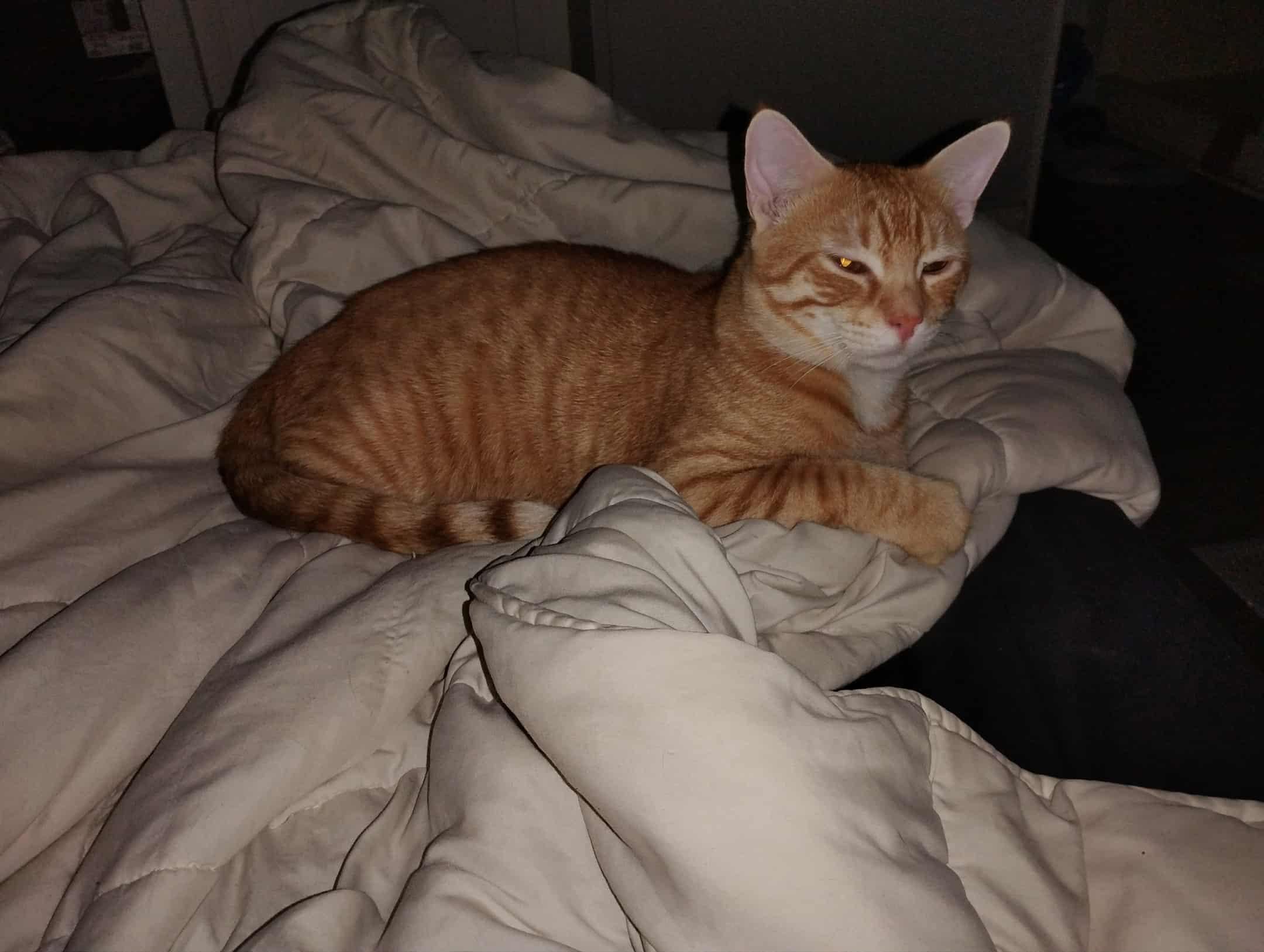 Kiki, Adoptable, Young Male American Shorthair.