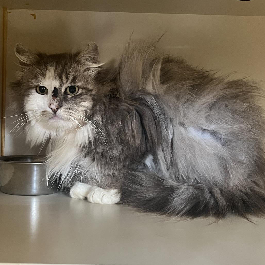 Barn Cat (Jester), Adoptable, Adult Male Domestic Long Hair.