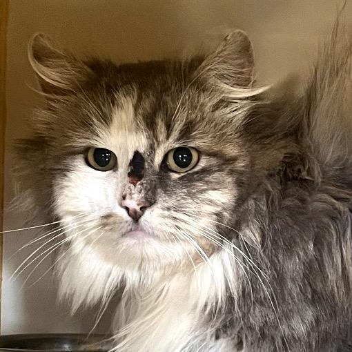 Enlarge Barn Cat (Jester), a Adoptable Domestic Long Hair in Idaho Falls, ID image 2/2