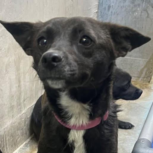 Enlarge Chanel, a Adoptable Terrier in Los Banos, CA image 1/1