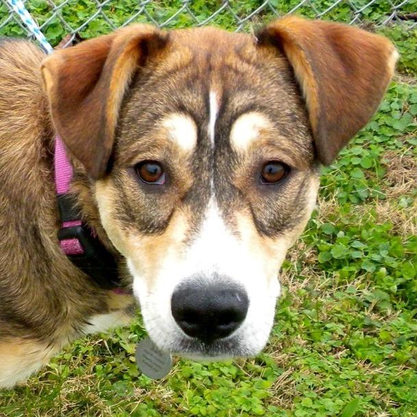 Asia, Adoptable, Adult Female Mixed Breed.