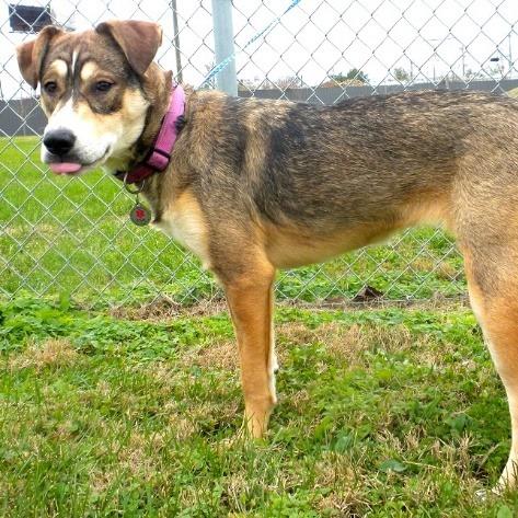 Enlarge Asia, a Adoptable Mixed Breed in Jeffersonville, IN image 2/3