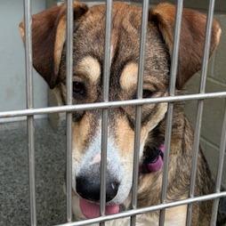 Enlarge Asia, a Adoptable Mixed Breed in Jeffersonville, IN image 3/3