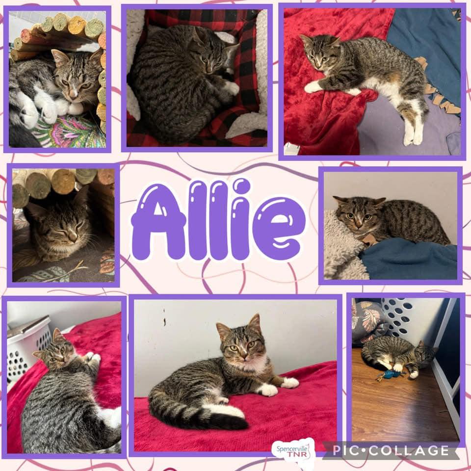 Allie, an adoptable Domestic Short Hair in Spencerville, ON, K0E 1X0 | Photo Image 3
