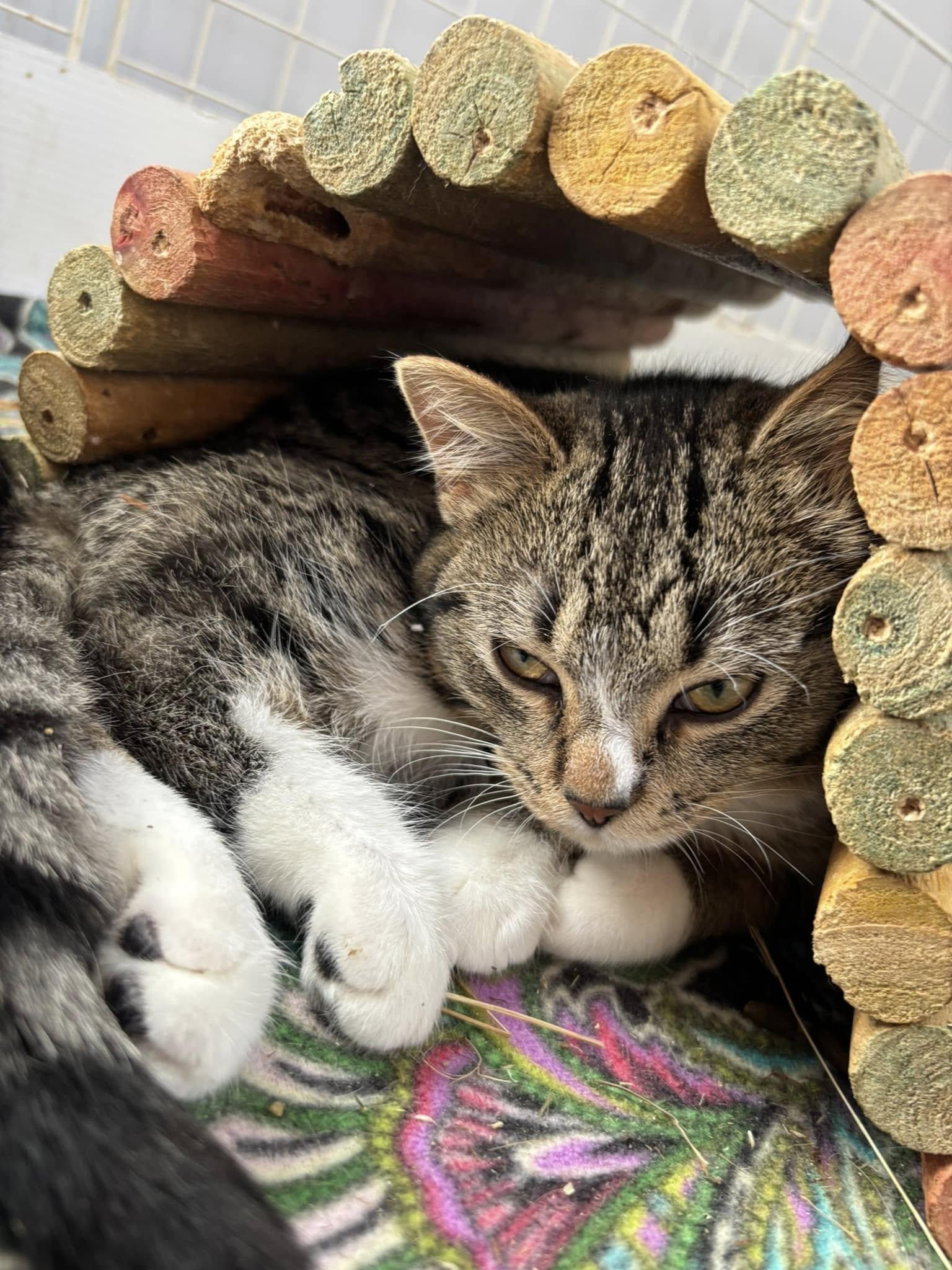 Allie, an adoptable Domestic Short Hair in Spencerville, ON, K0E 1X0 | Photo Image 4