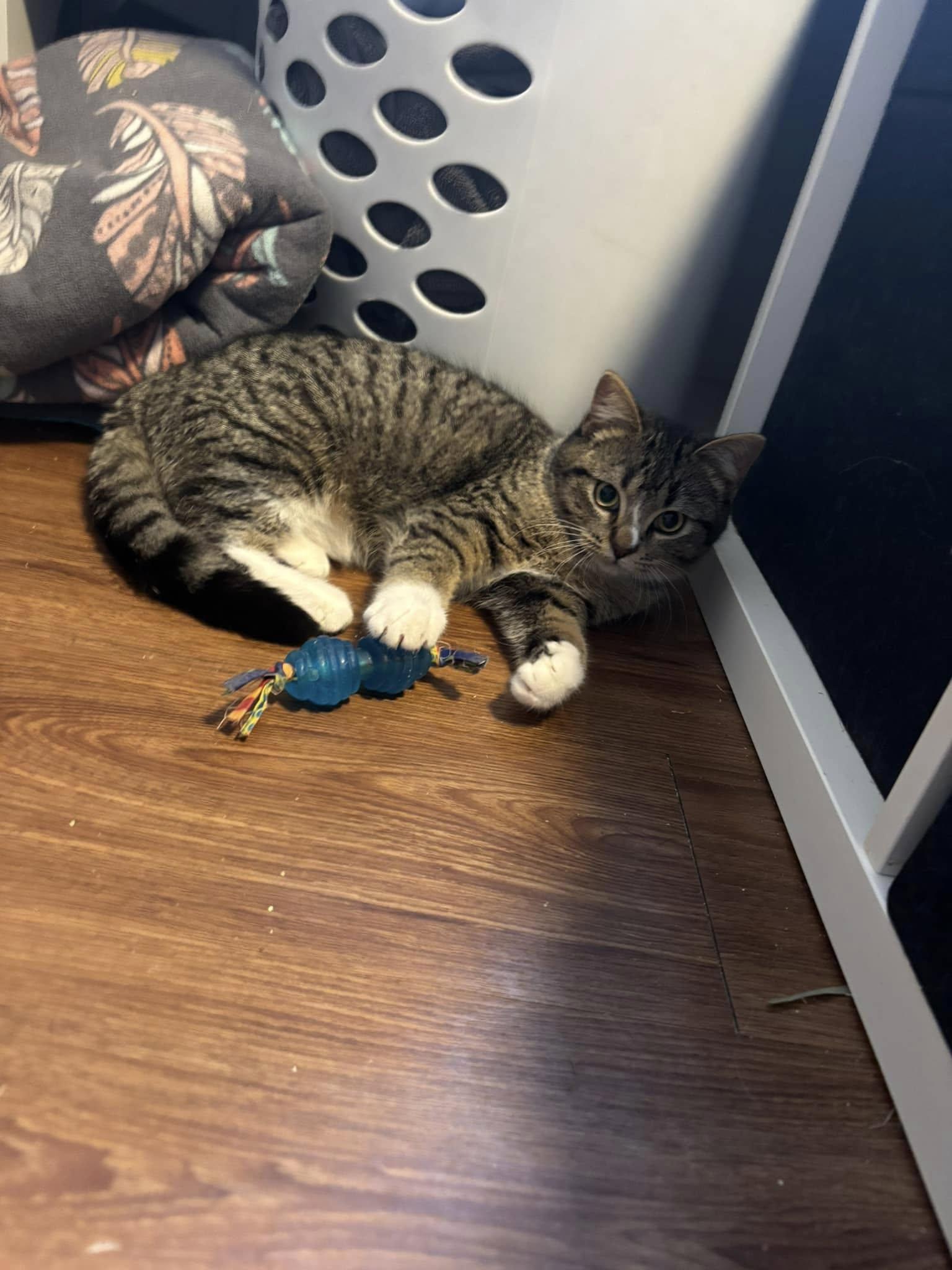 Allie, an adoptable Domestic Short Hair in Spencerville, ON, K0E 1X0 | Photo Image 6