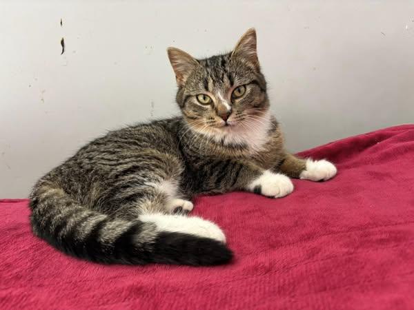 Allie, an adoptable Domestic Short Hair in Spencerville, ON, K0E 1X0 | Photo Image 1