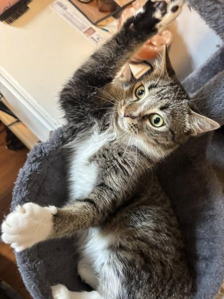 Enlarge Allie, an adopted Domestic Short Hair in Spencerville, ON image 1/3