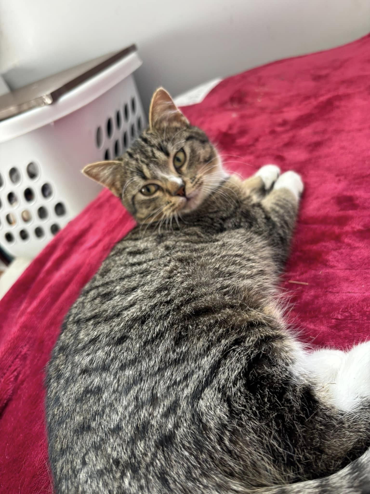 Allie, an adoptable Domestic Short Hair in Spencerville, ON, K0E 1X0 | Photo Image 2