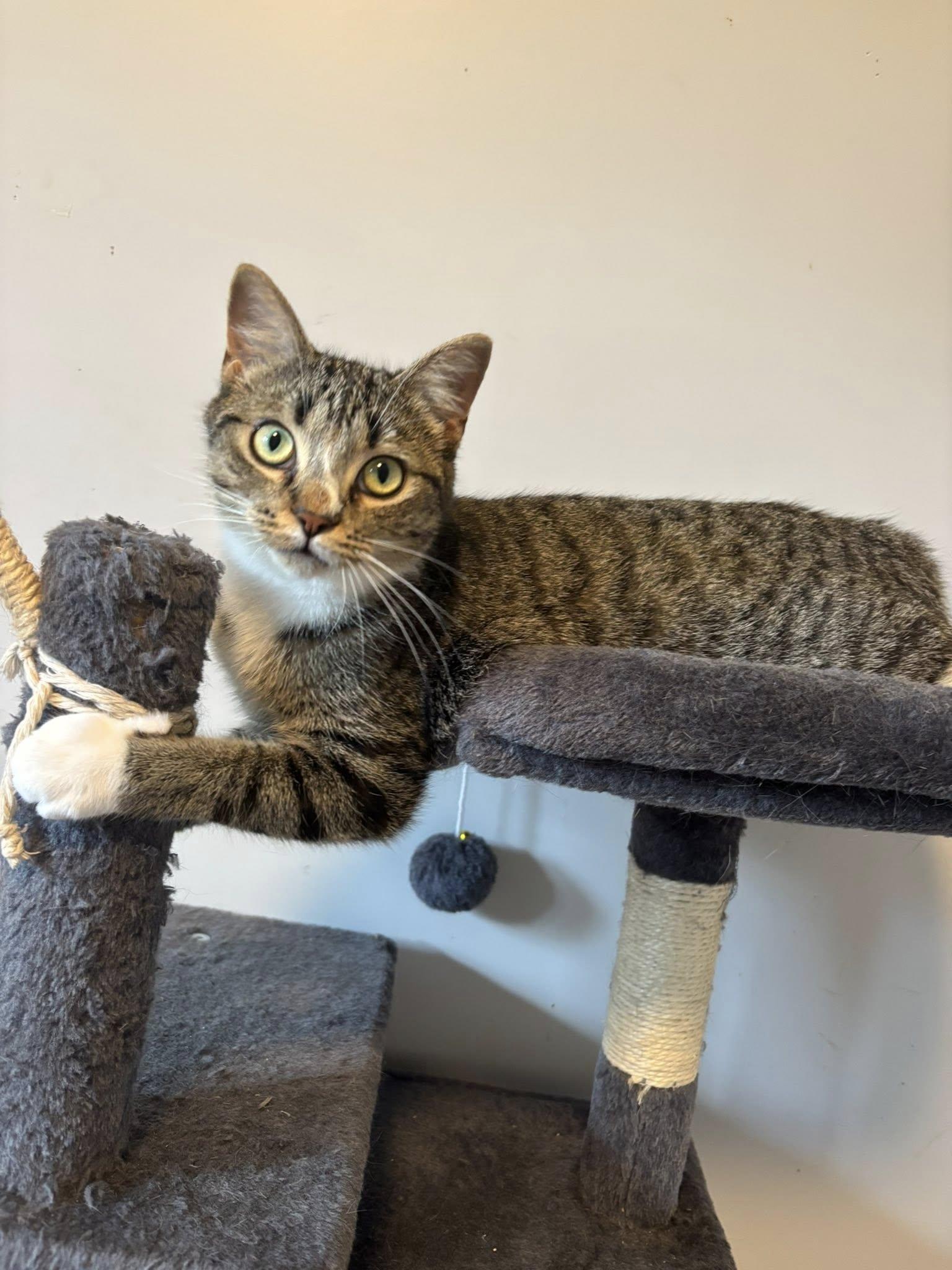 Enlarge Allie, an adopted Domestic Short Hair in Spencerville, ON image 2/3