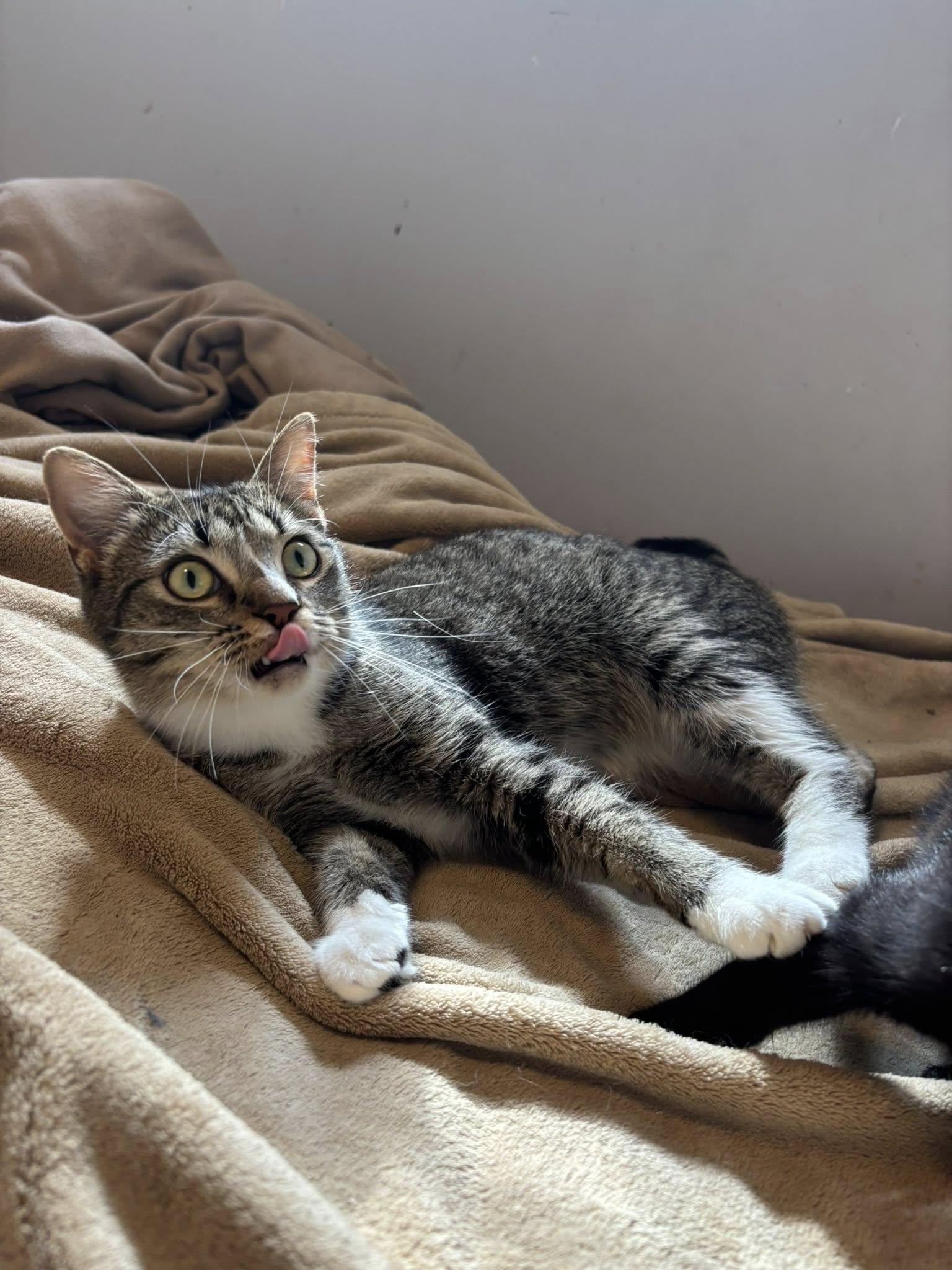 Enlarge Allie, an adopted Domestic Short Hair in Spencerville, ON image 3/3