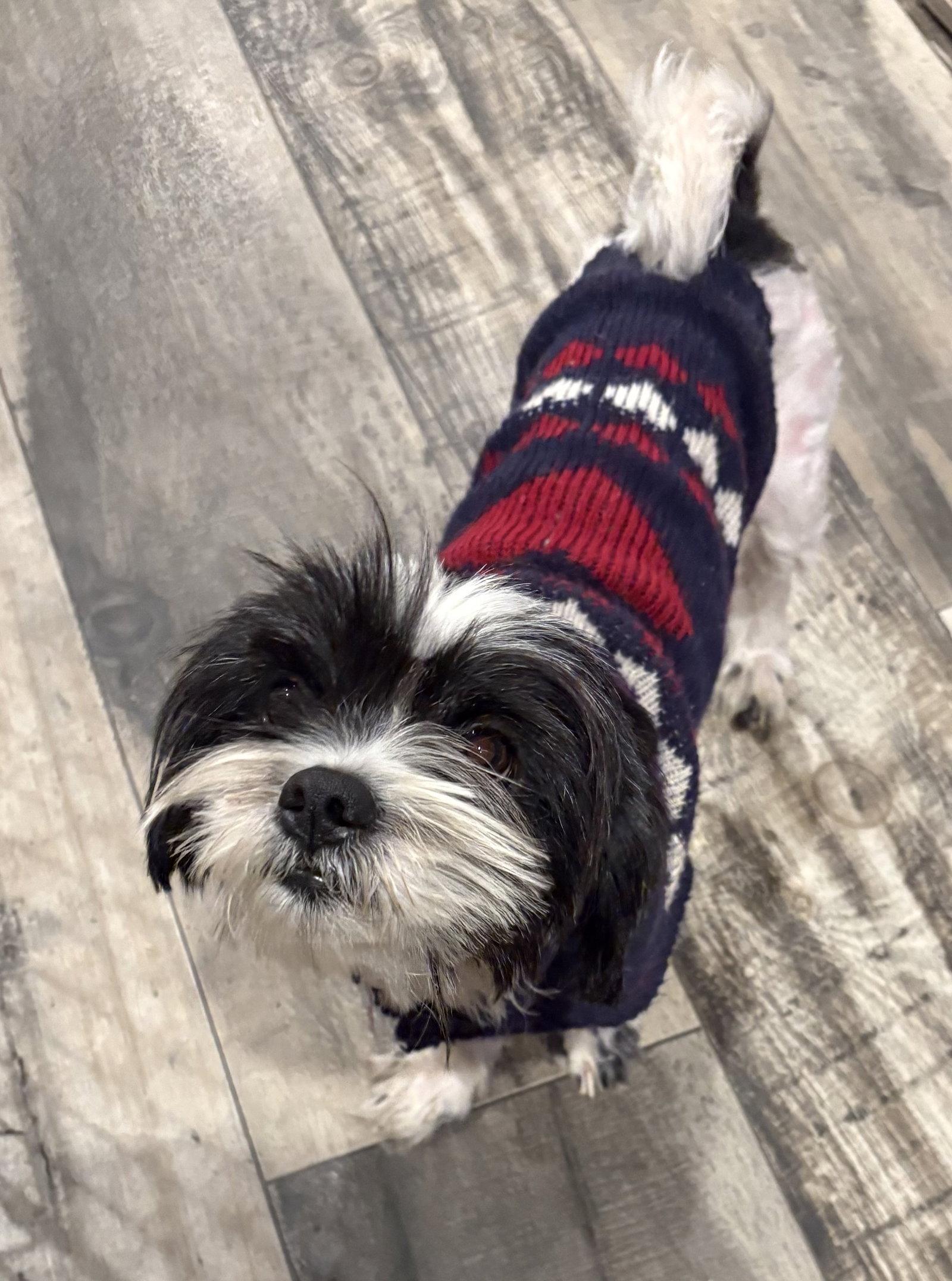 Enlarge Todd, a Adopted Shih Tzu in Mount Pleasant, SC image 1/3