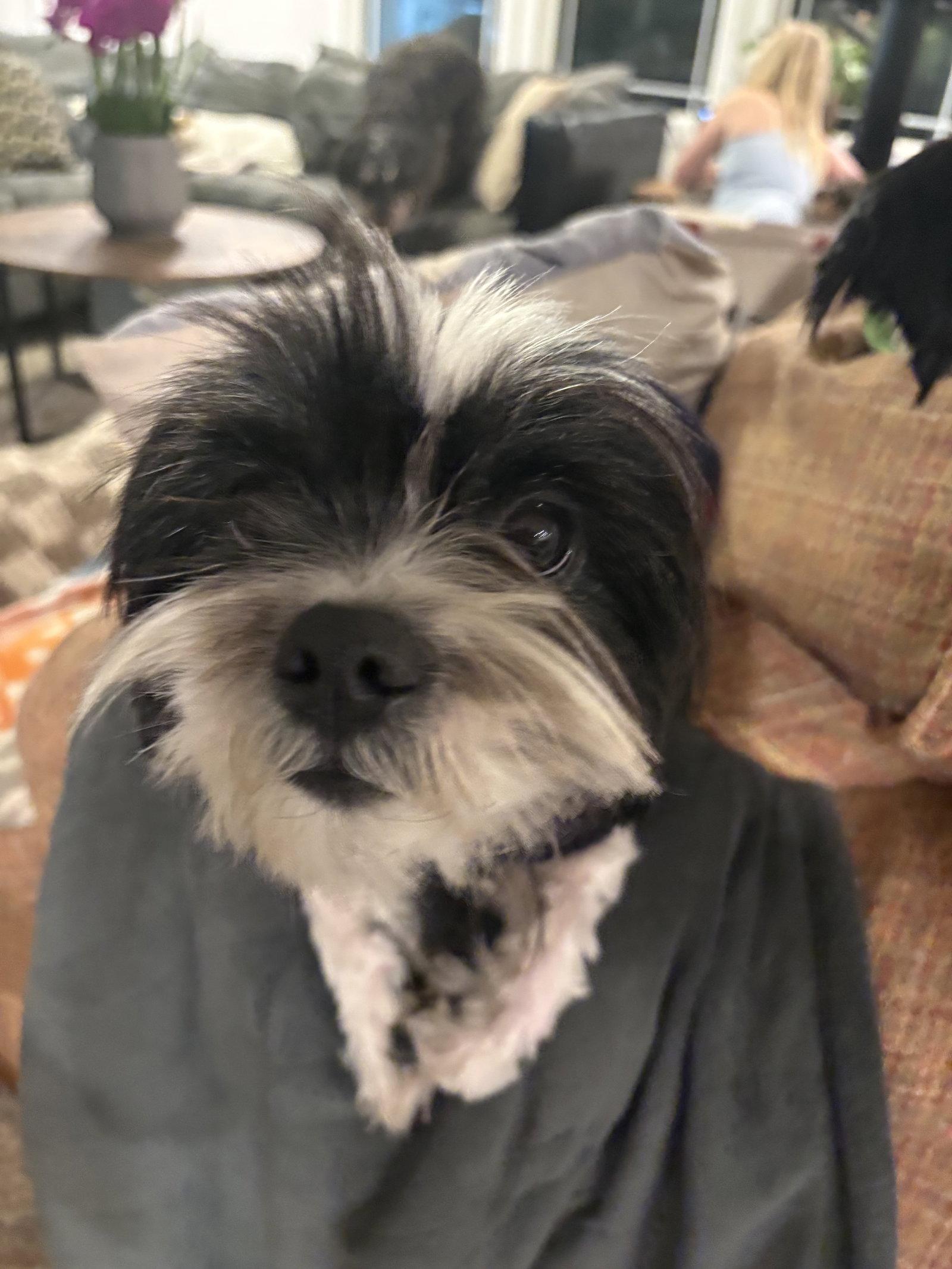 Enlarge Todd, a Adopted Shih Tzu in Mount Pleasant, SC image 3/3