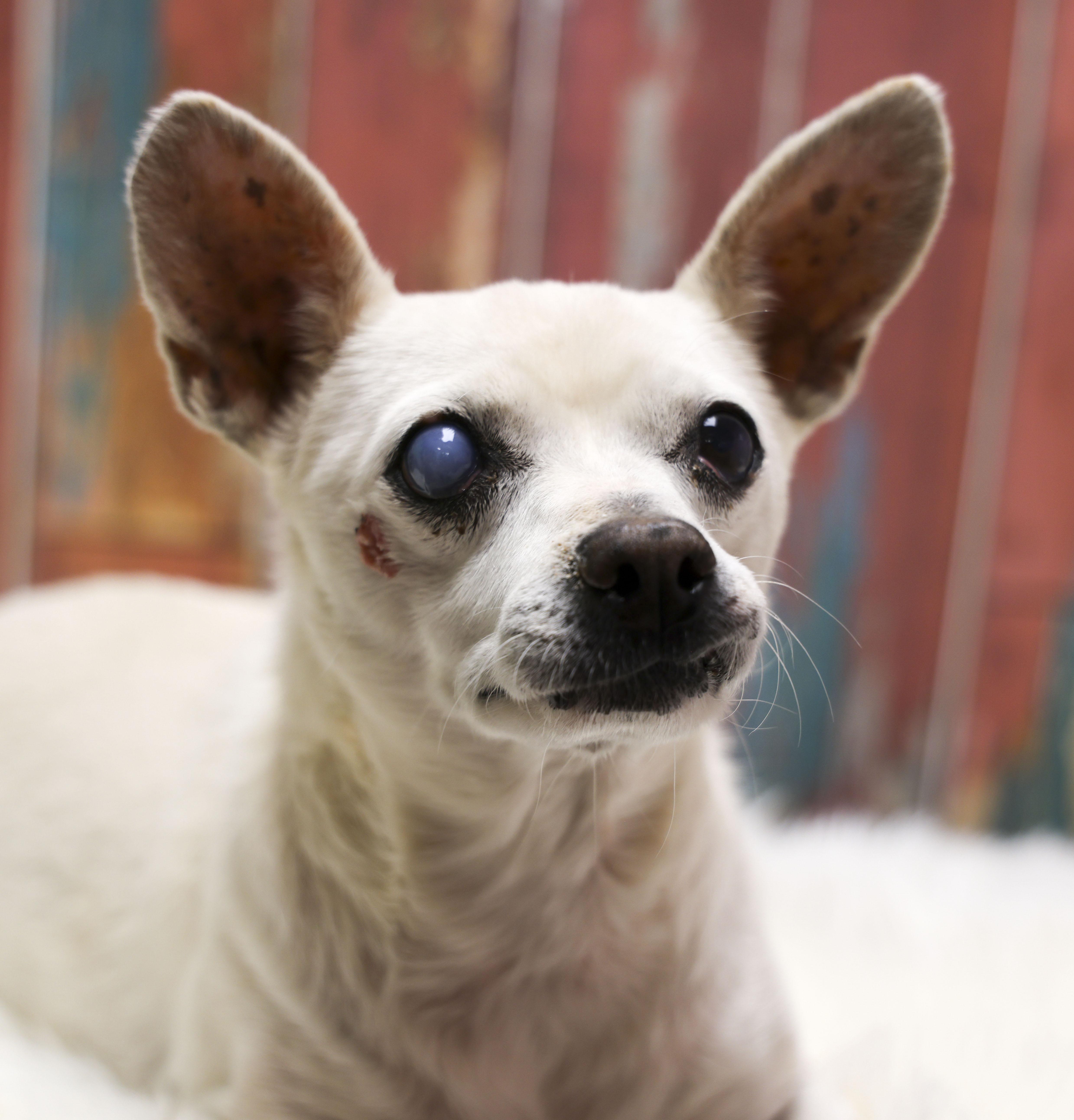 Enlarge Fundraising Puppy Phoebe, an adopted Pomeranian in Casa Grande, AZ image 2/2