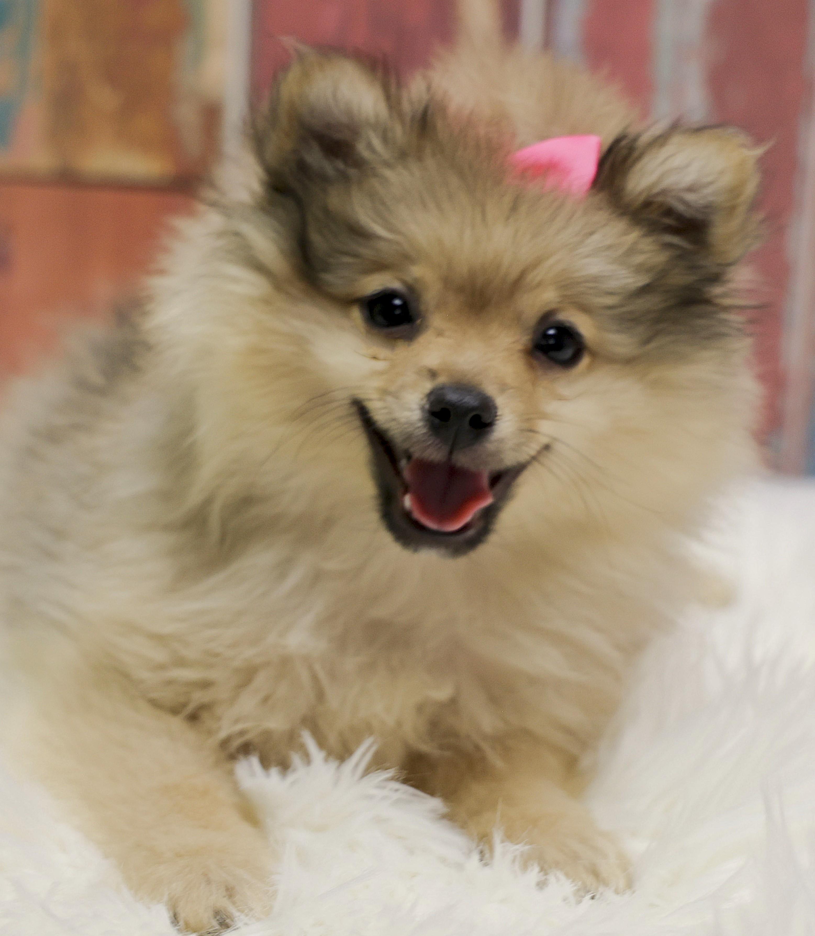 Fundraising Puppy Phoebe, adopted, Puppy Female Pomeranian.