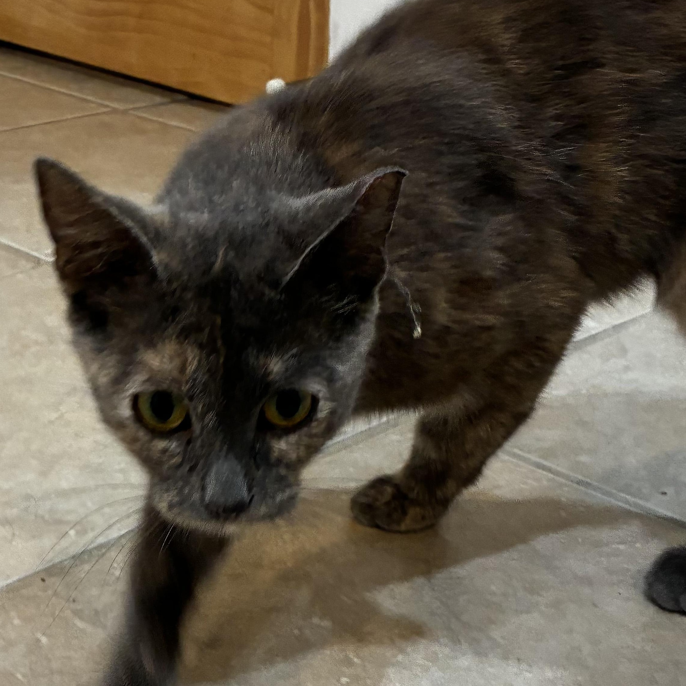 "Smokey Su", adopted, Young Female Domestic Short Hair.