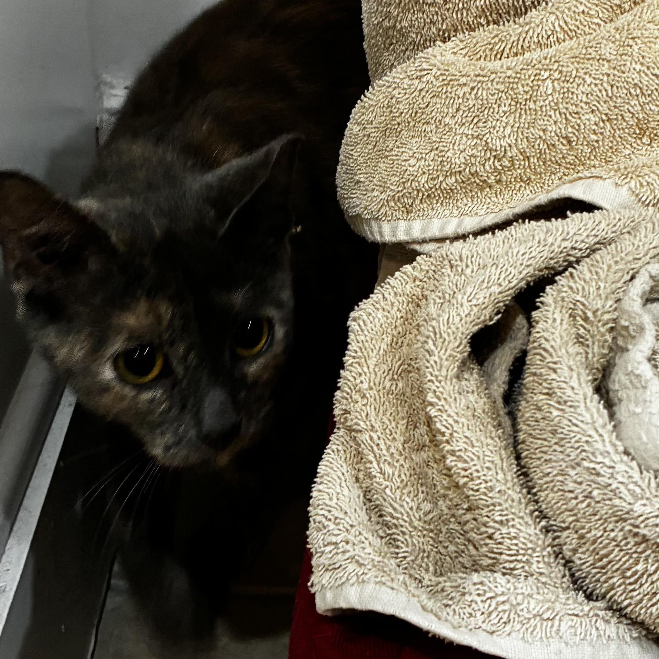 Enlarge "Smokey Su", an adopted Domestic Short Hair in Milwaukee, WI image 4/5