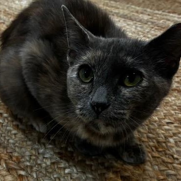 Enlarge "Smokey Su", an adopted Domestic Short Hair in Milwaukee, WI image 2/5