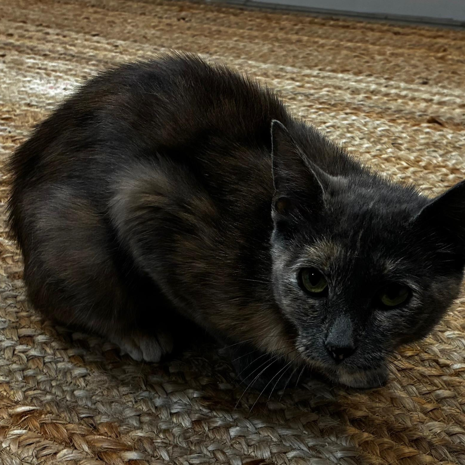 Enlarge "Smokey Su", an adopted Domestic Short Hair in Milwaukee, WI image 5/5