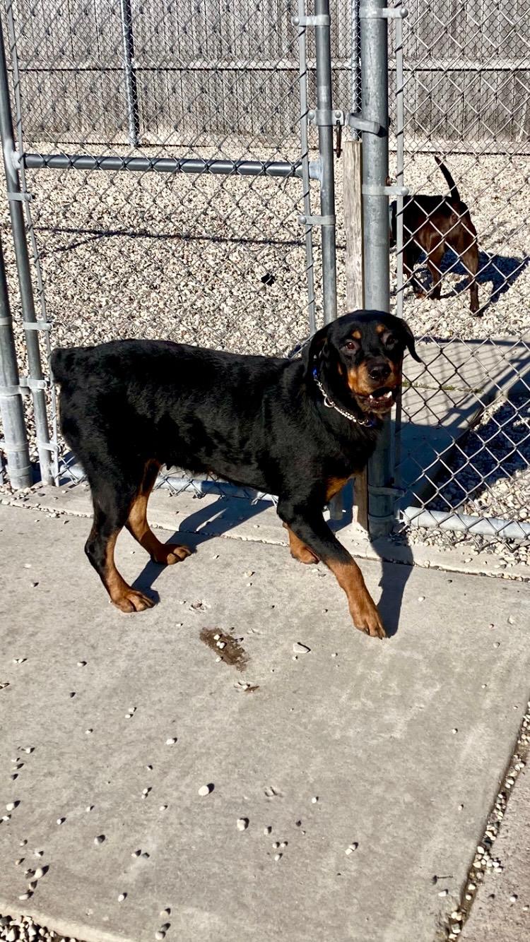 Suzie, a Adoptable Rottweiler in St. Ignace, MI image 1/3