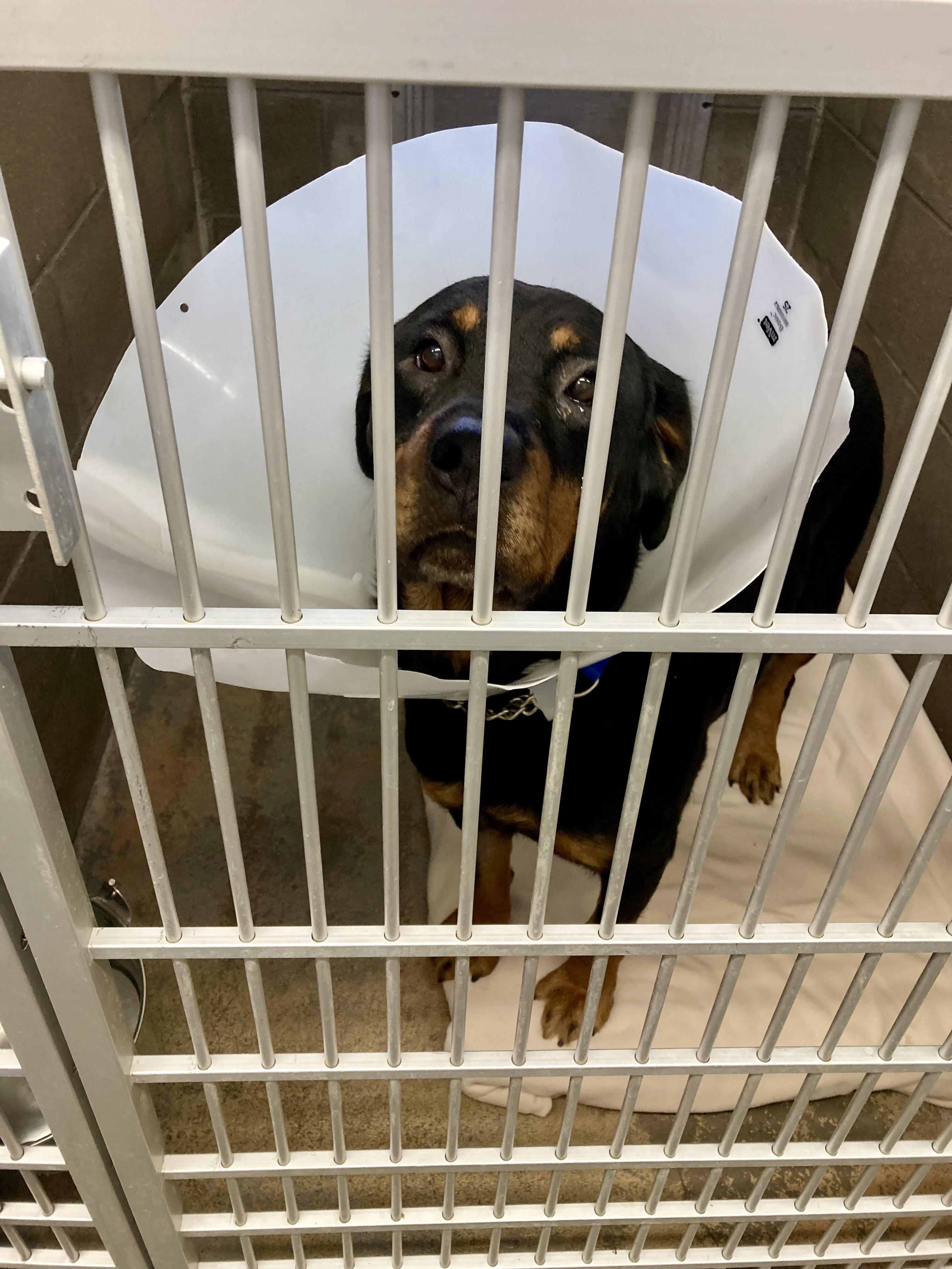 Suzie, a Adoptable Rottweiler in St. Ignace, MI image 2/3