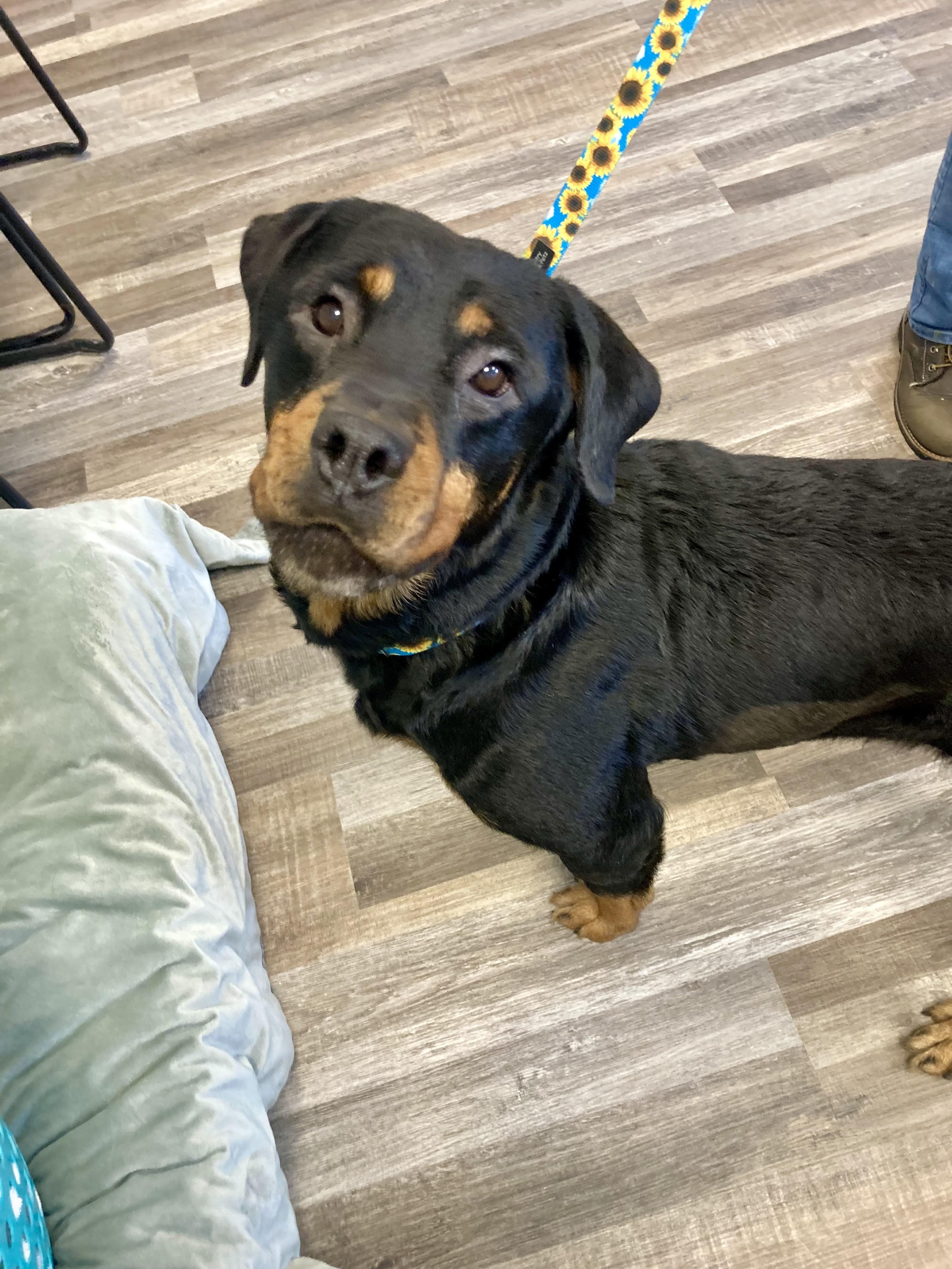Suzie, an adopted Rottweiler in St. Ignace, MI image 1/3