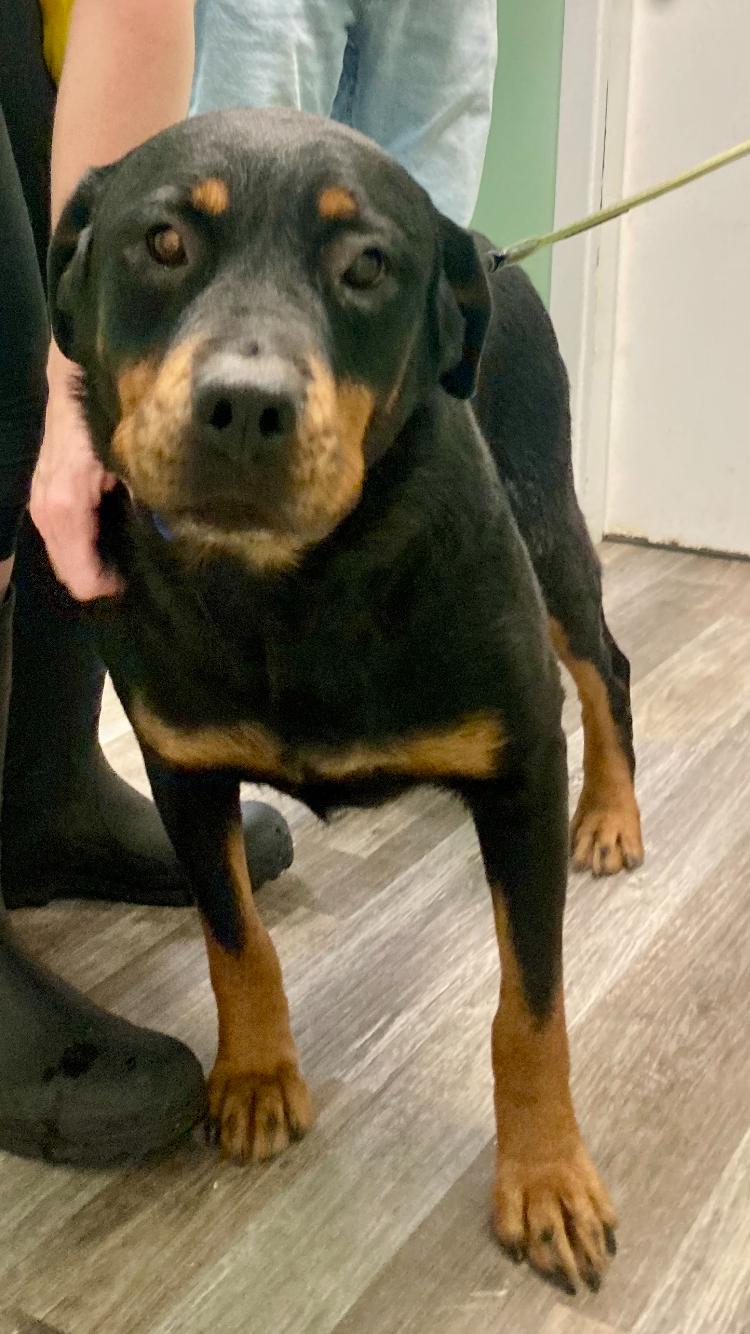 Suzie, a Adoptable Rottweiler in St. Ignace, MI image 3/3