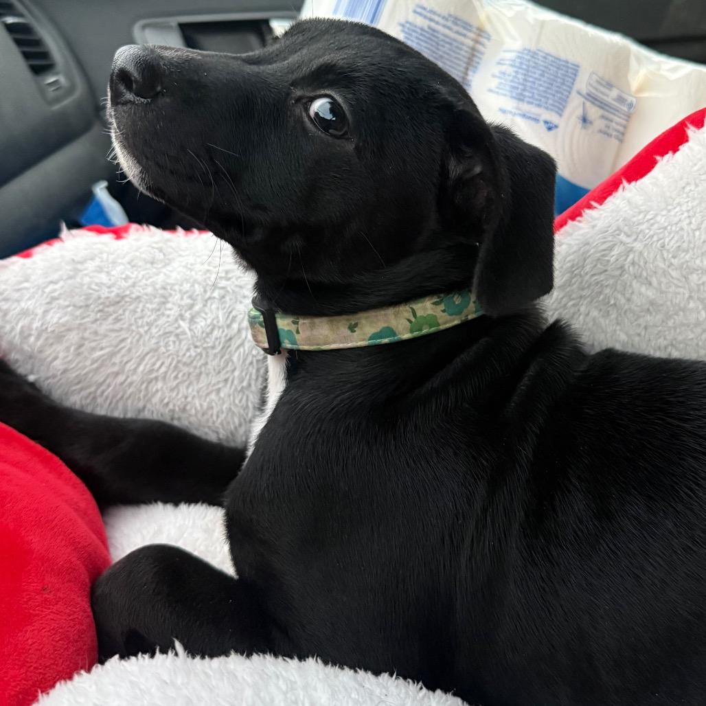 Willow, Adoptable, Puppy Male German Shepherd Dog.