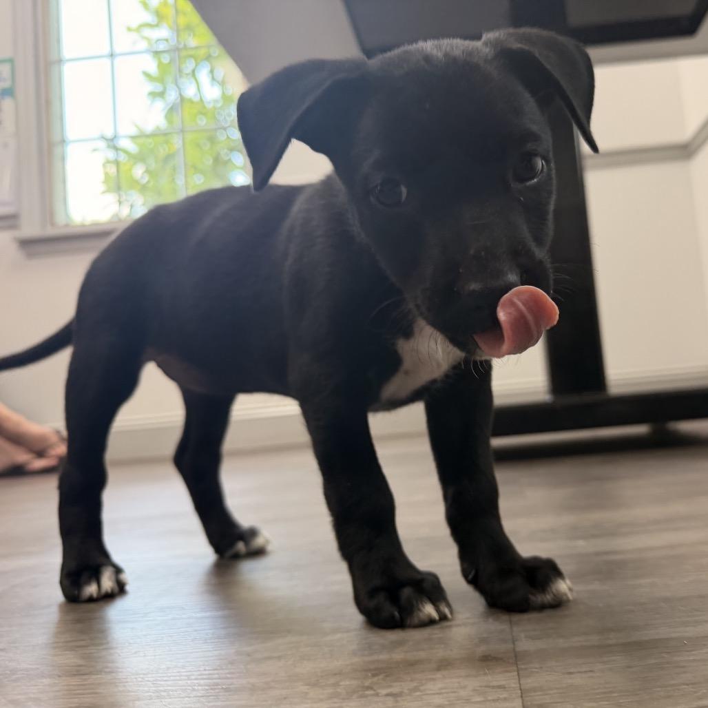 Willow, Adoptable, Puppy Male German Shepherd Dog.