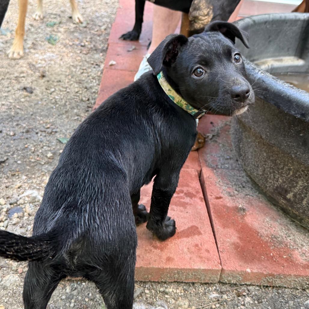 Enlarge Willow, a Adoptable German Shepherd Dog in Aberdeen, NC image 5/6