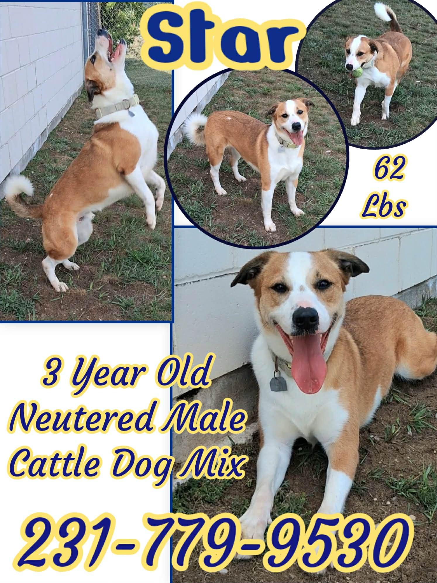 Enlarge STAR, a ADOPTABLE mixed breed in Cadillac, MI image 1/1