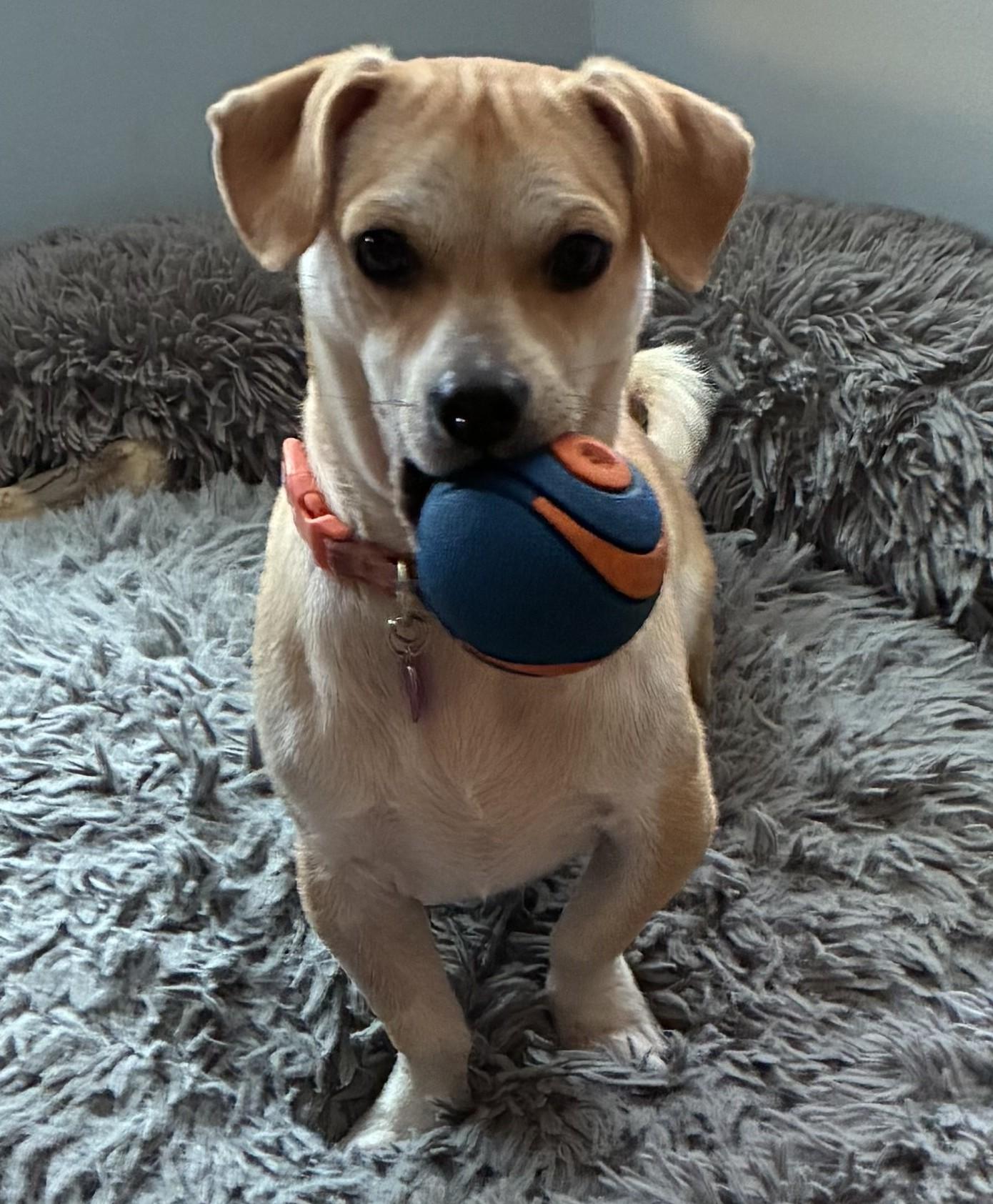 Enlarge Boomer, a Adoptable Chiweenie in Bartlett, IL image 1/4