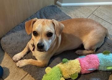 Enlarge Boomer, a Adoptable Chiweenie in Bartlett, IL image 2/4