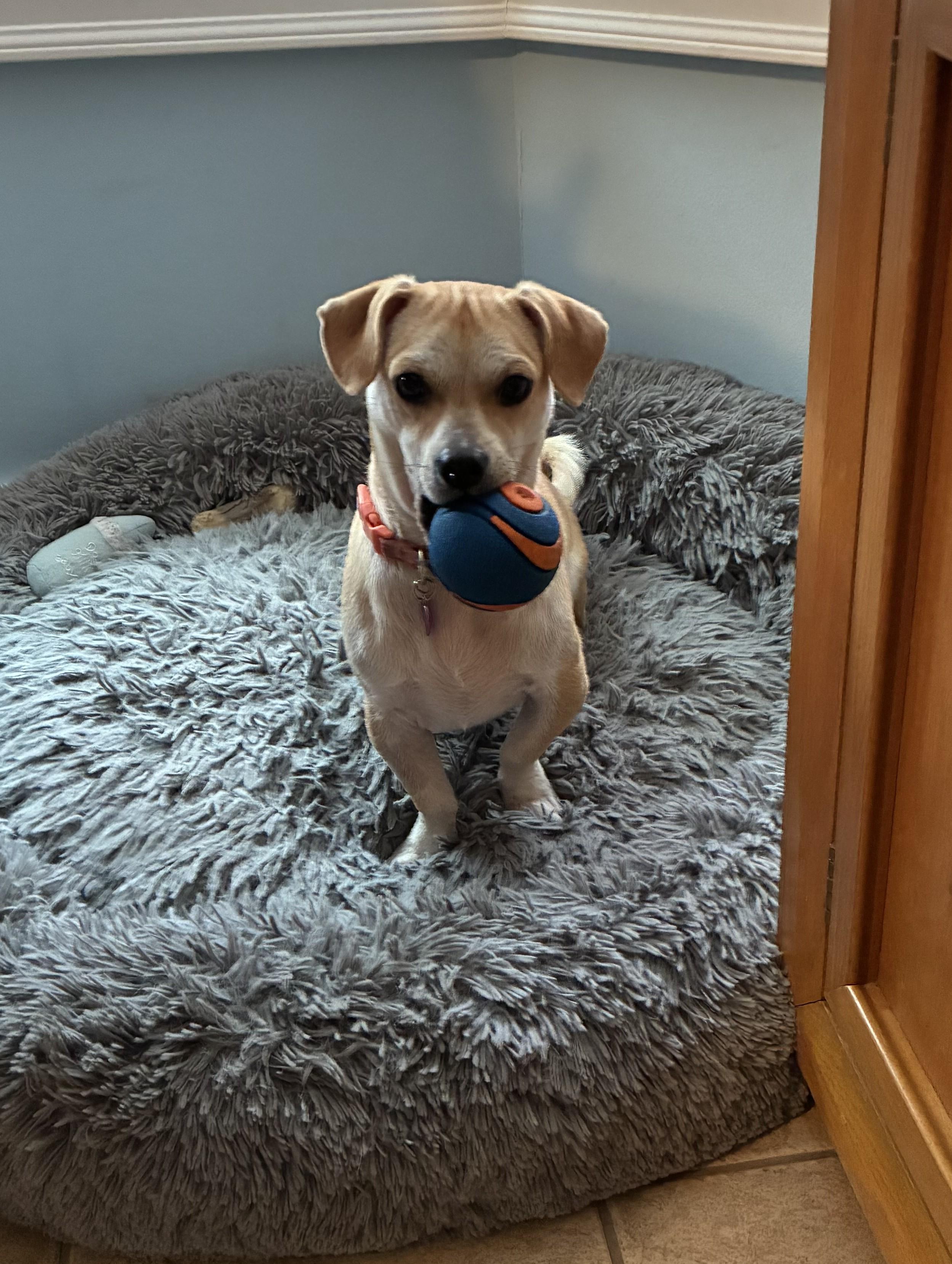 Boomer, Adoptable, Young Male Chiweenie.