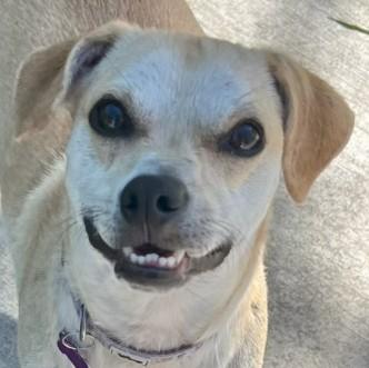 Boomer, an adoptable mixed breed in Bartlett, IL image 1/6
