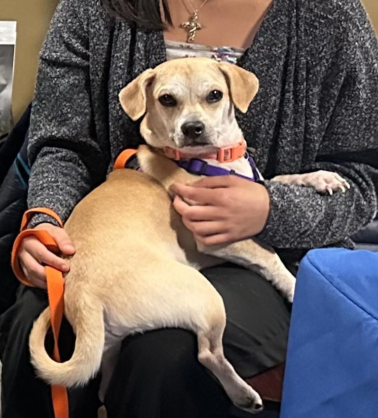 Boomer, an adoptable mixed breed in Bartlett, IL image 5/6