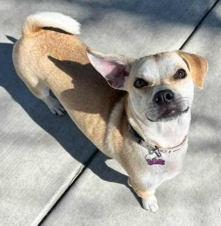 Boomer, an adoptable mixed breed in Bartlett, IL image 2/6