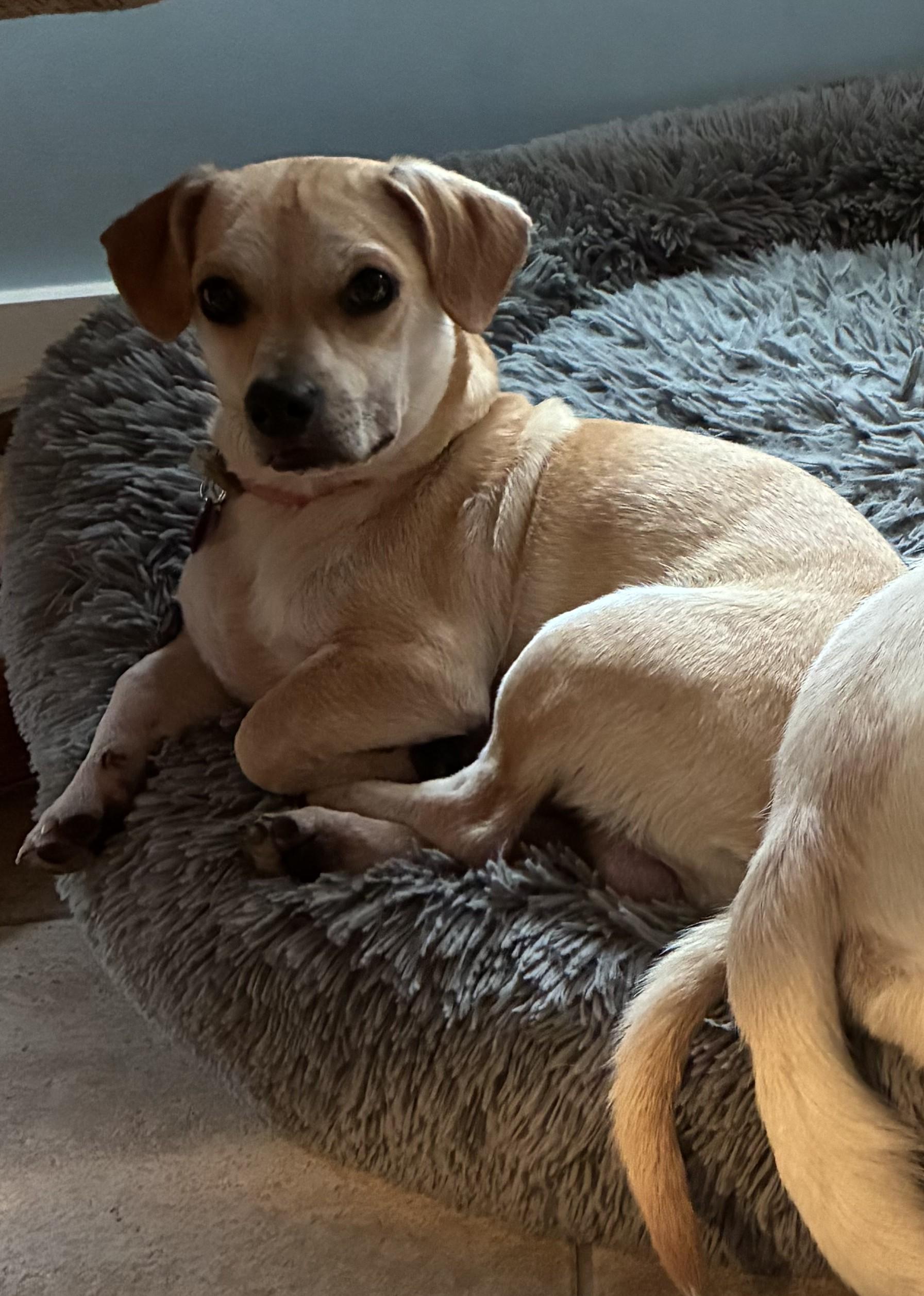 Enlarge Boomer, a Adoptable Chiweenie in Bartlett, IL image 4/4